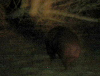 Wombat running away from us.