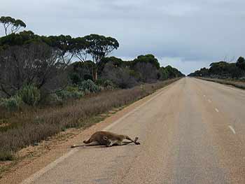 Roo road kill