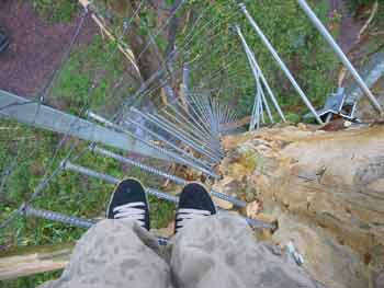 Looking down from the Gloucester Tree