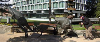 Ian bouncing with the roos