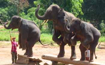 Performing elephants standing on their hind legs