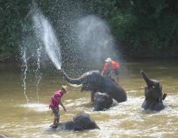 Elephants spraying water from their trunks