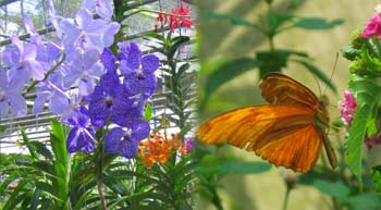 Orchid and butterfly farm.