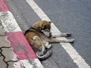 Sleeping dog in road
