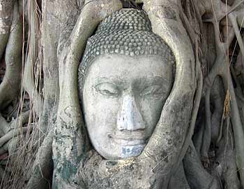 The Lord Buddha head, surrounded (and cradled) by tree roots