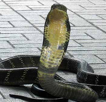 King Cobra