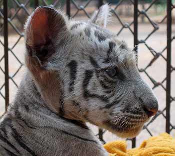 A cute tiger cub
