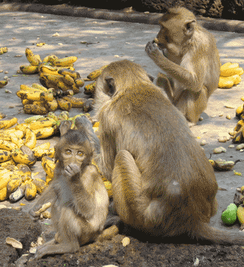 Monkeys feeding on food.