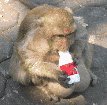 Monkey drinking from a bottle.