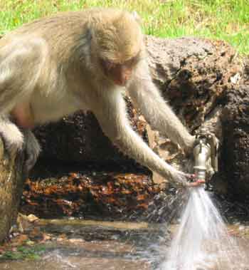 Monkey playing with water