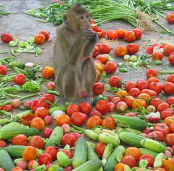 Monkey surrounded by tomatoes
