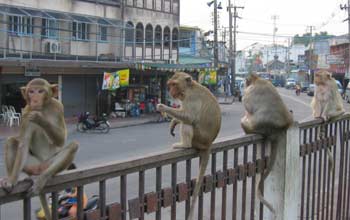 Monkeys sitting on railings.