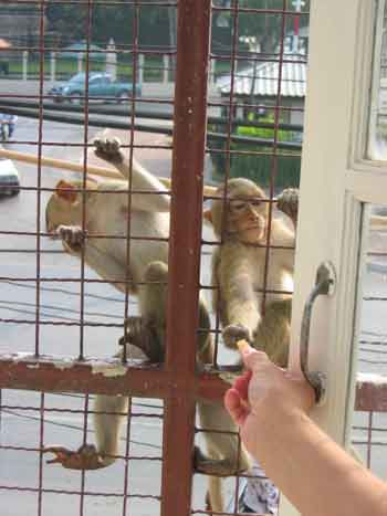 Monkeys at the window