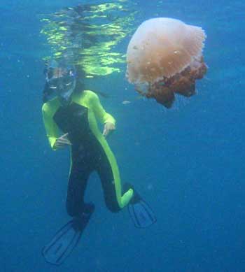 Manda and jellyfish