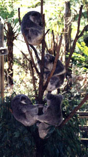 Ye Olde Koala Tree