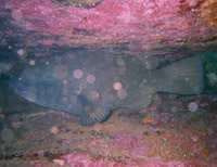 The big old fat blue grouper in Clovelly..