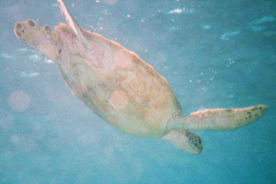 A giant turtle, Great Barrier Reef