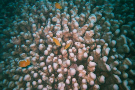 Anemone fish swimming among the anemone coral, Colours Reef, Sydney