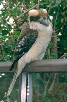 The laughing kookaburra, sitting on the balcony outside the kitchen window.