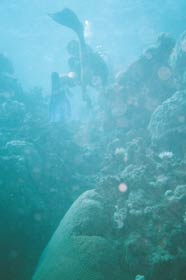 Underwater photo - diving at Moore Reef, Great Barrier Reef